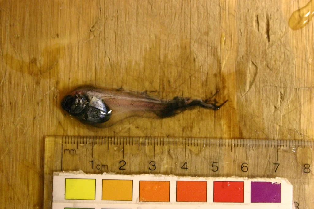 pygmy snailfish