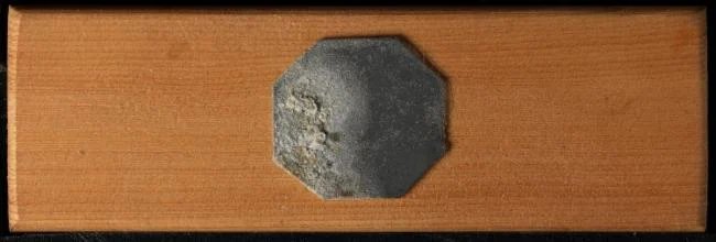 Liripora bicolor