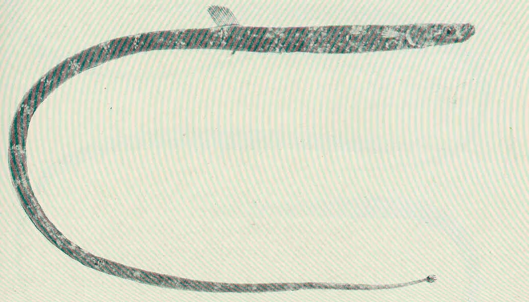 Australian smooth pipefish