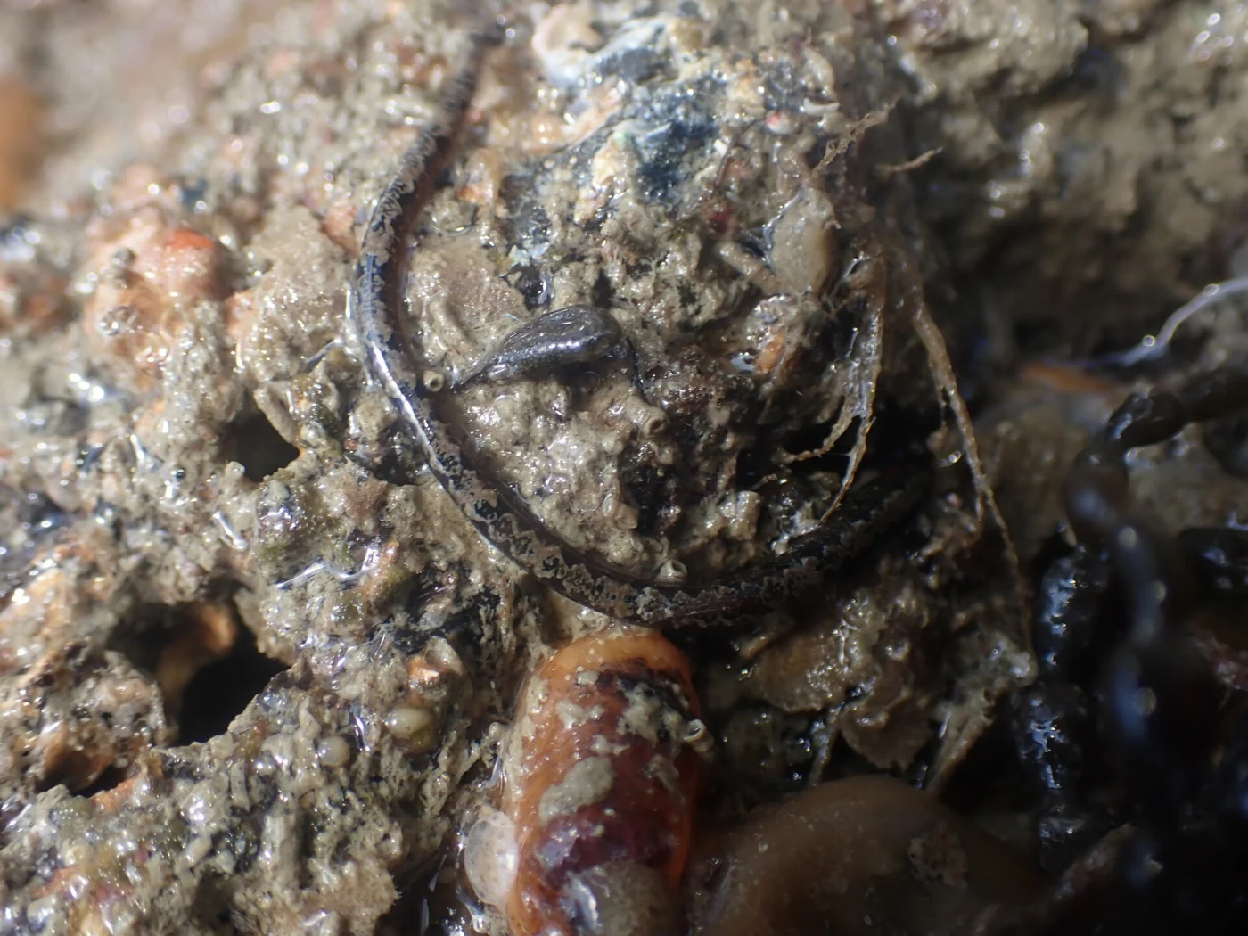 Shortsnout pipefish
