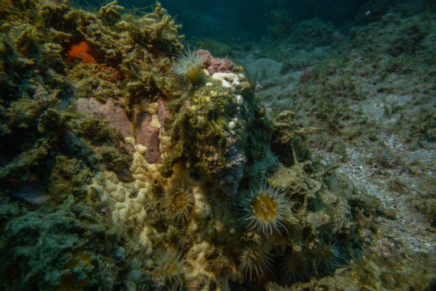 Lissoclinum notti