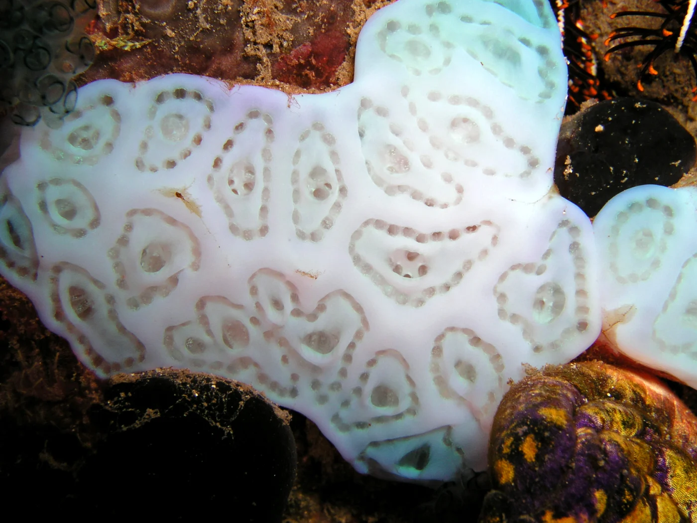 Lissoclinum tuheiavae