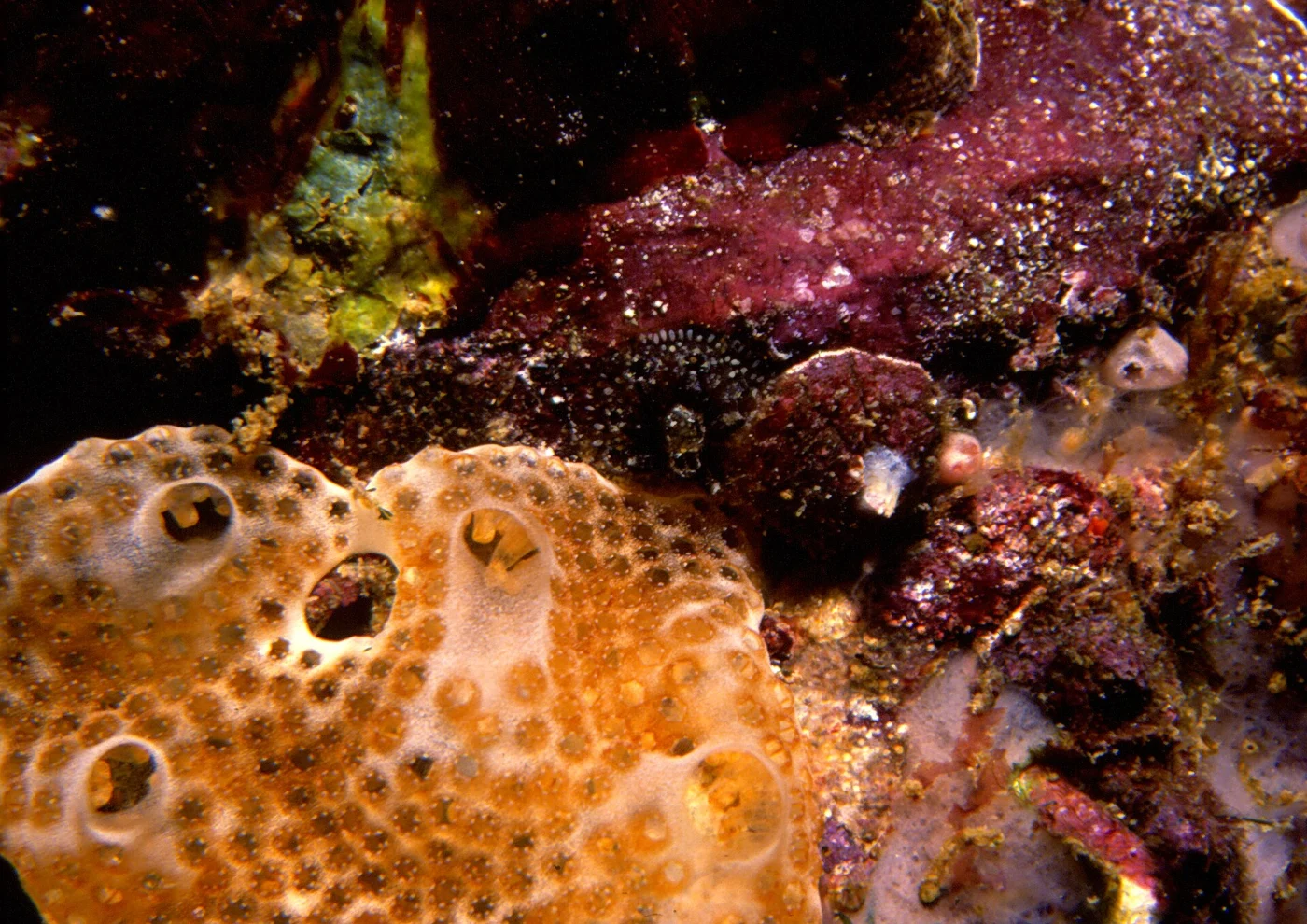Lissoclinum weigelei