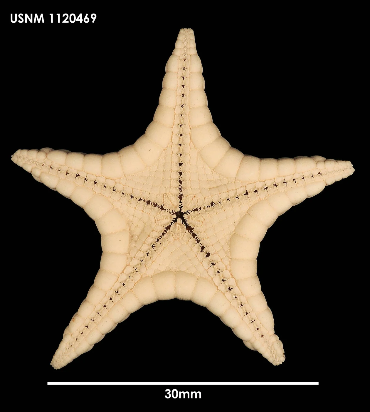 Lithosoma ochlerotatus