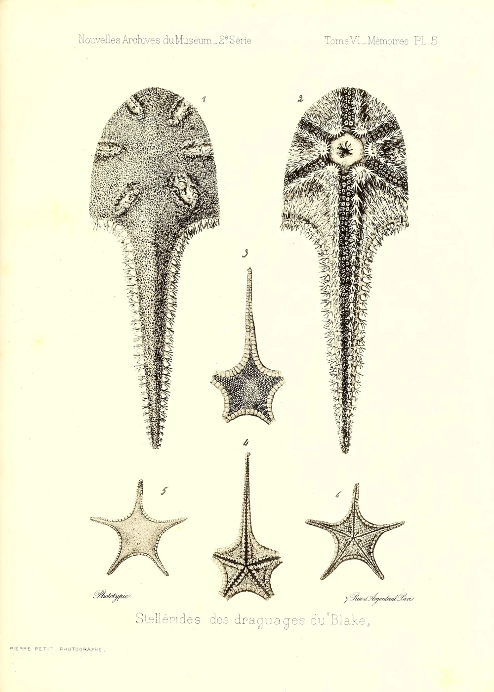Litonotaster tumidus