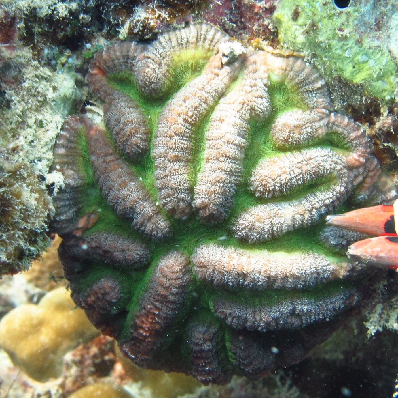 lobed cactus coral