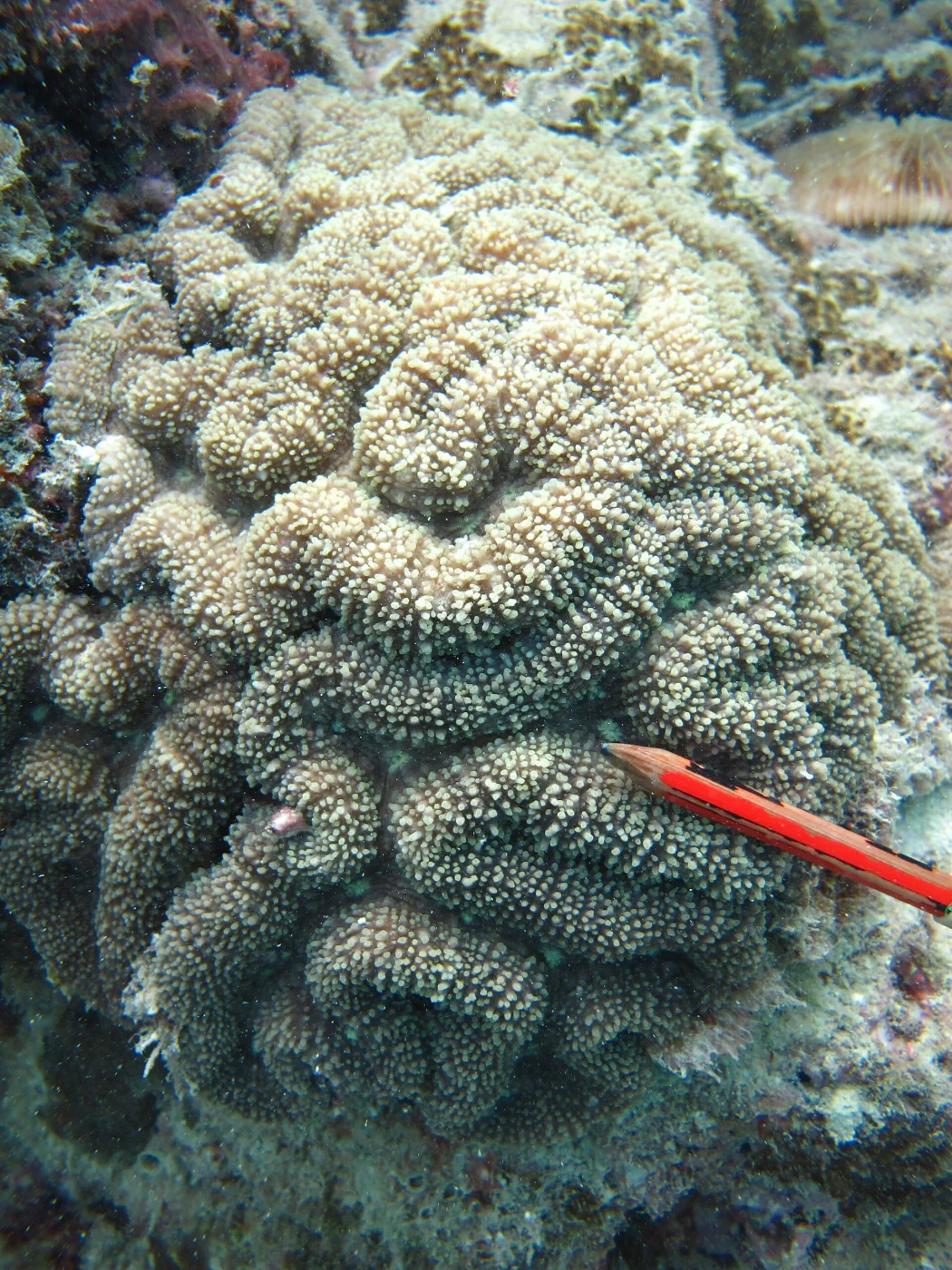 lobed cactus coral
