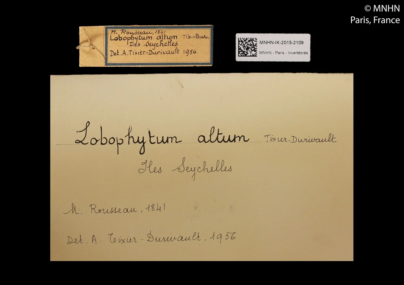 Lobophytum altum
