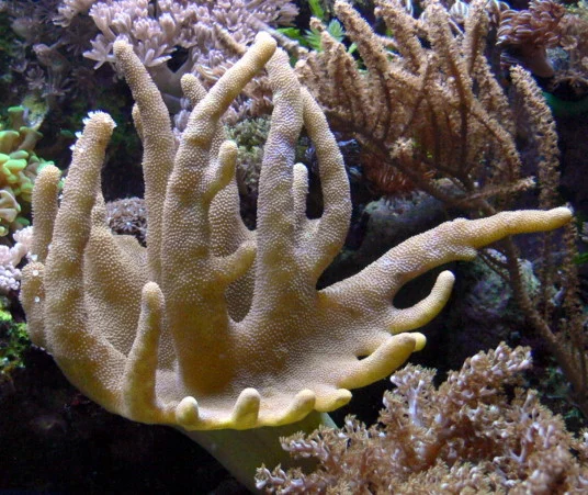 Lobophytum borbonicum