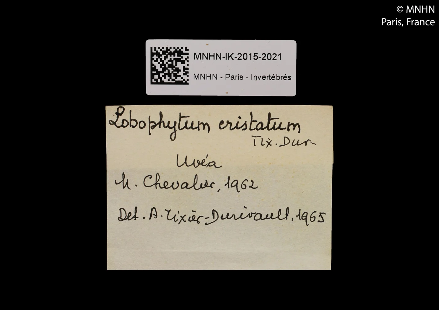 Lobophytum cristatum