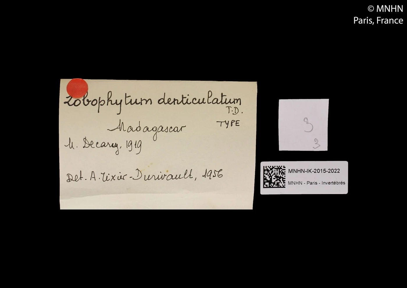 Lobophytum denticulatum