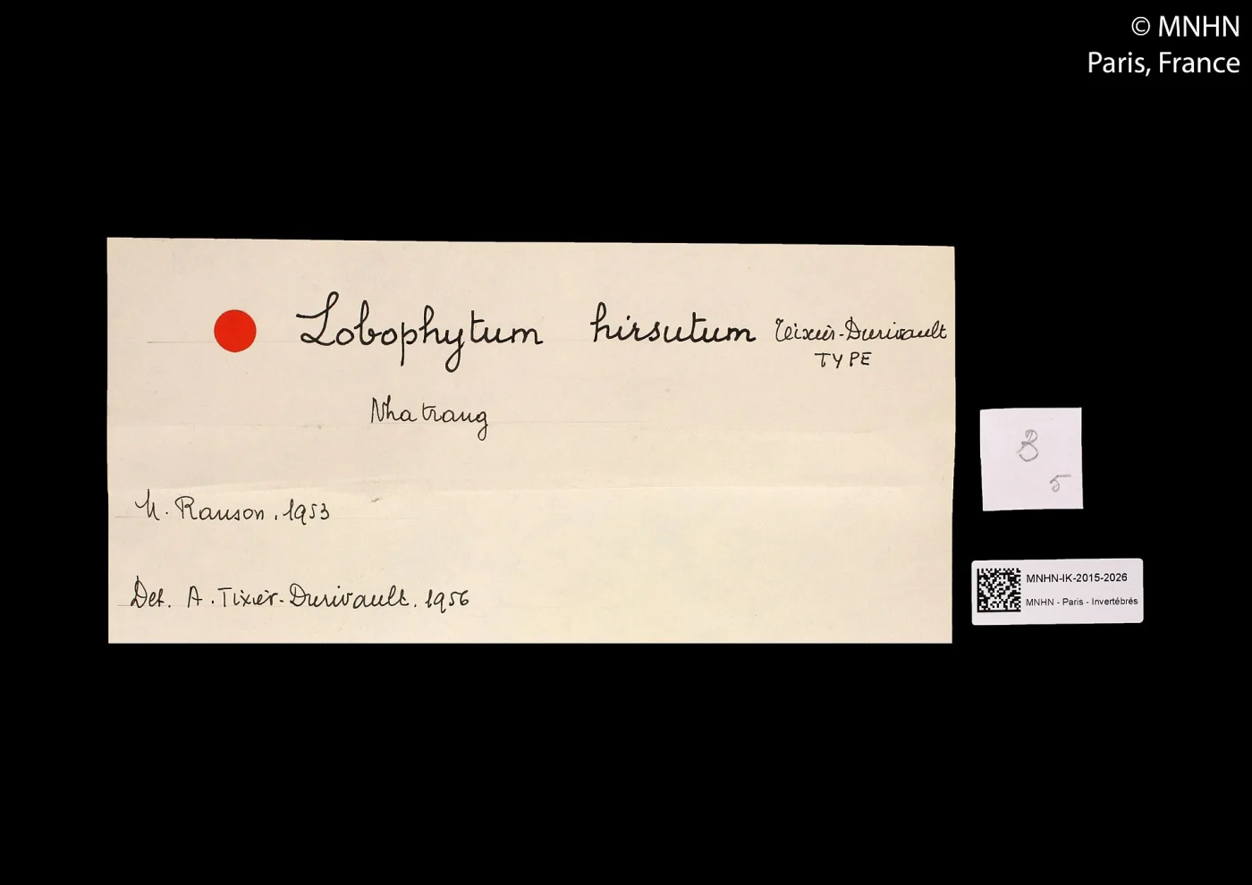 Lobophytum hirsutum