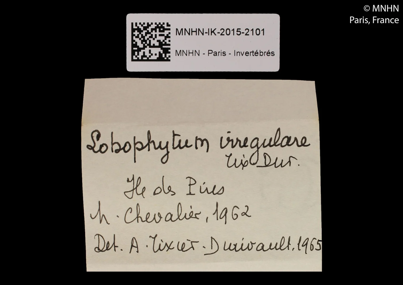 Lobophytum irregulare