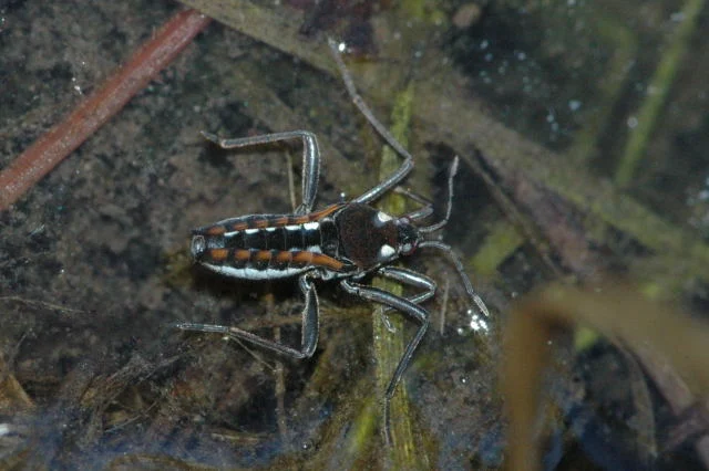 Sharp-tailed Streamcreeper