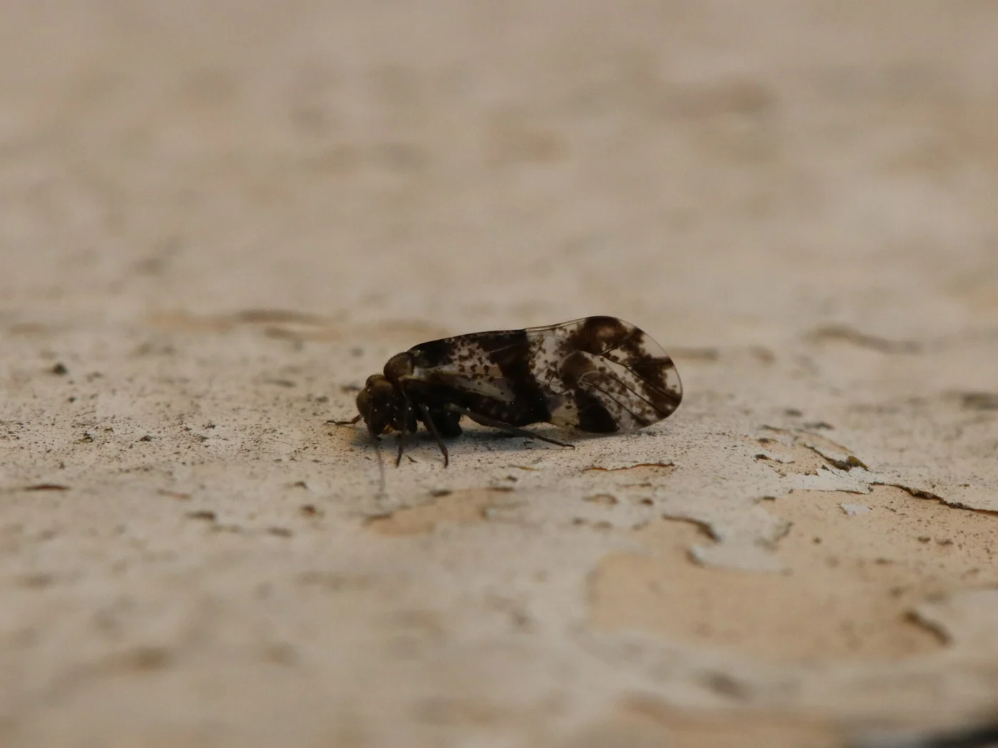 Common bark louse