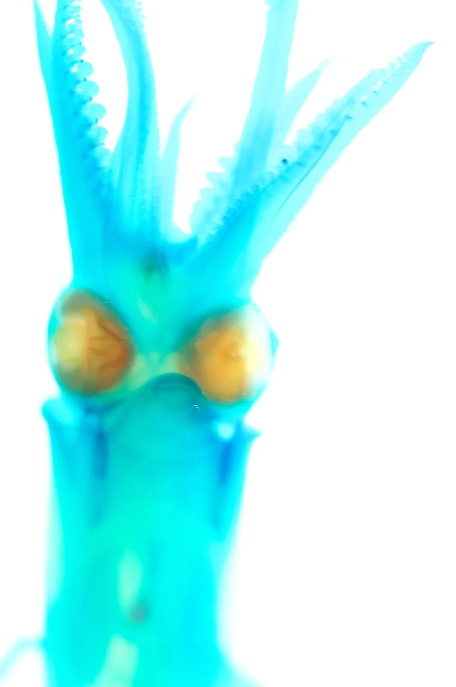 Japanese Squid