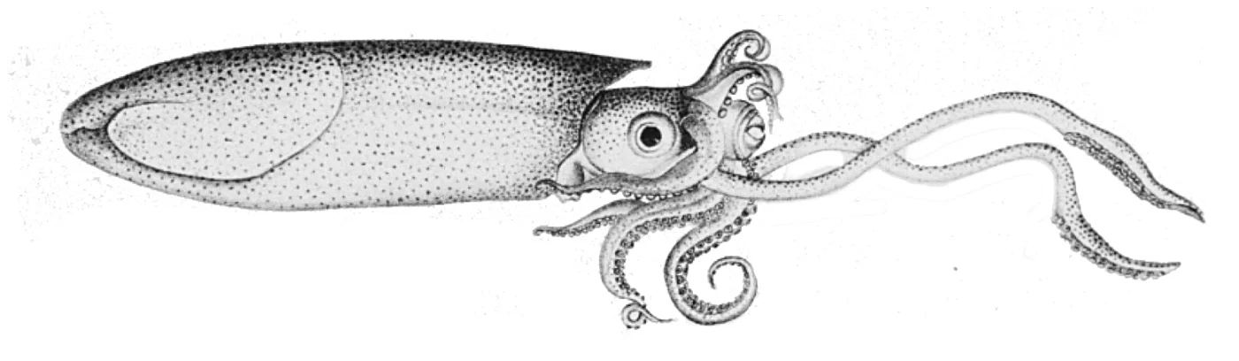 Argus Brief Squid