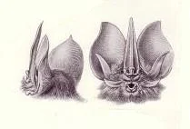 Common Sword-nosed Bat