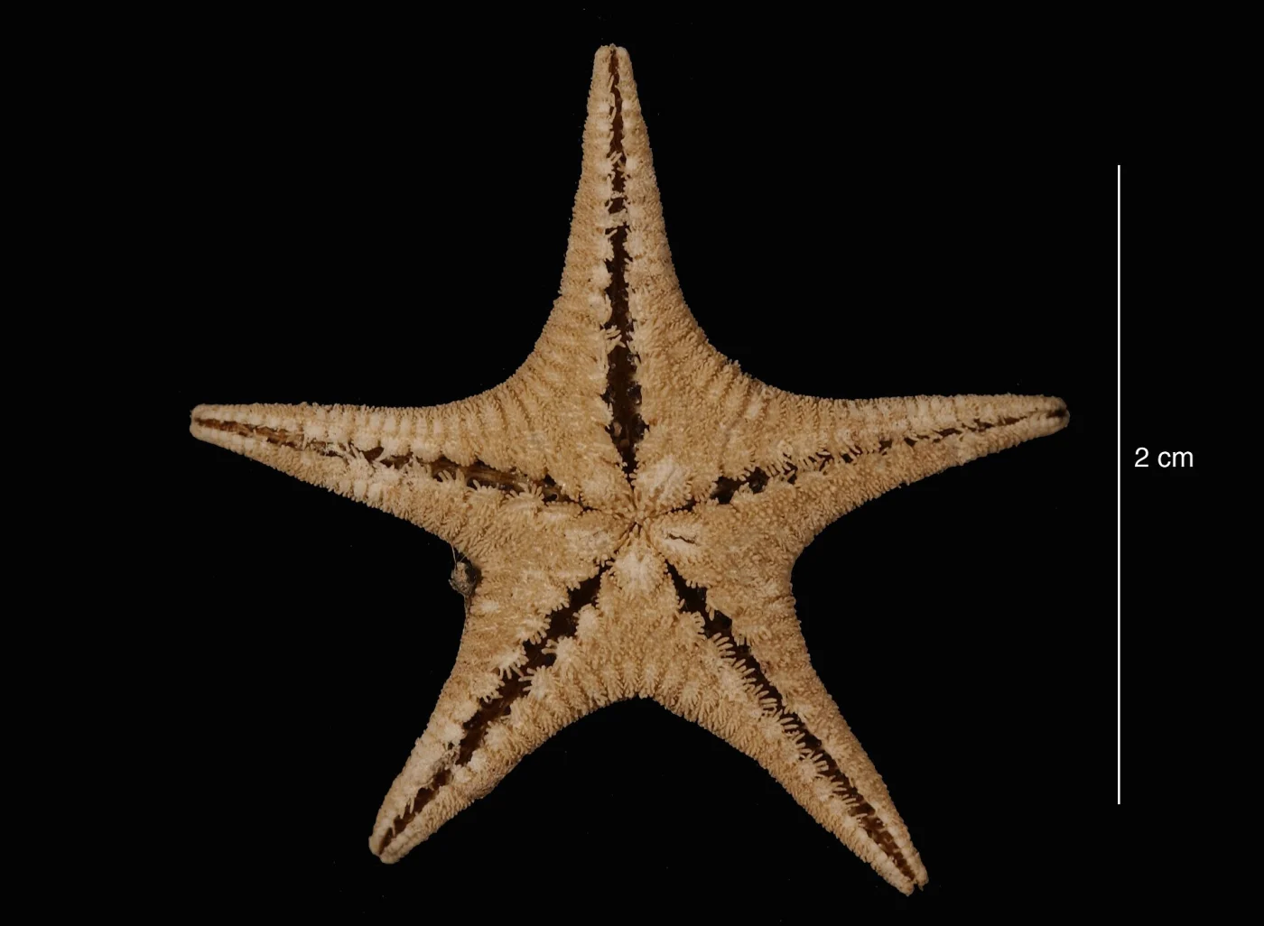 Lonchotaster tartareus