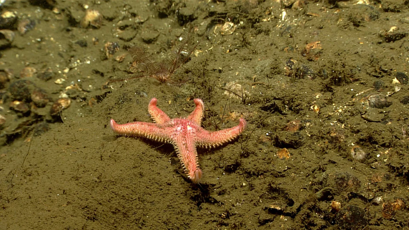 Crested Star