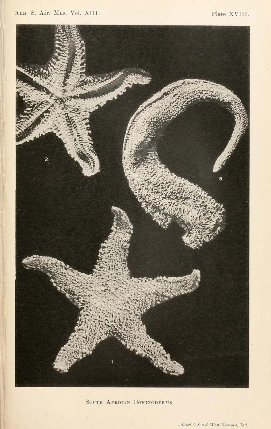 Lophaster quadrispinus