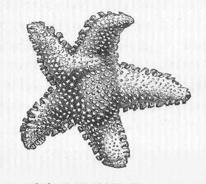 Lophaster suluensis