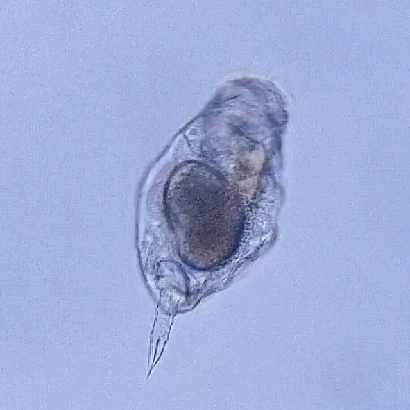 Lophocharis curvata