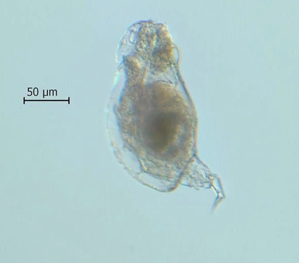 Lophocharis salpina