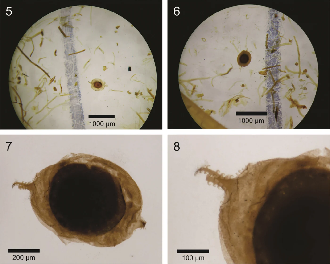Lophopodella pectinatelliformis