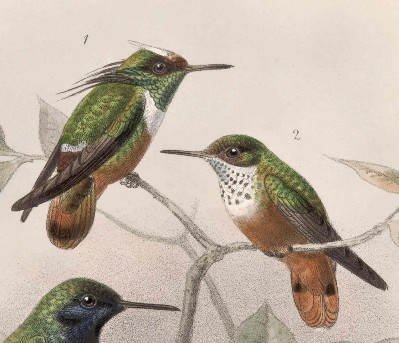 White-crested Coquette