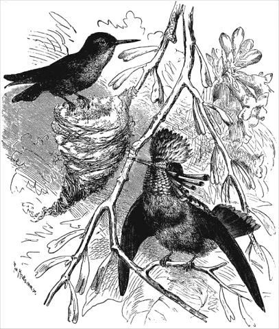 Tufted Coquette