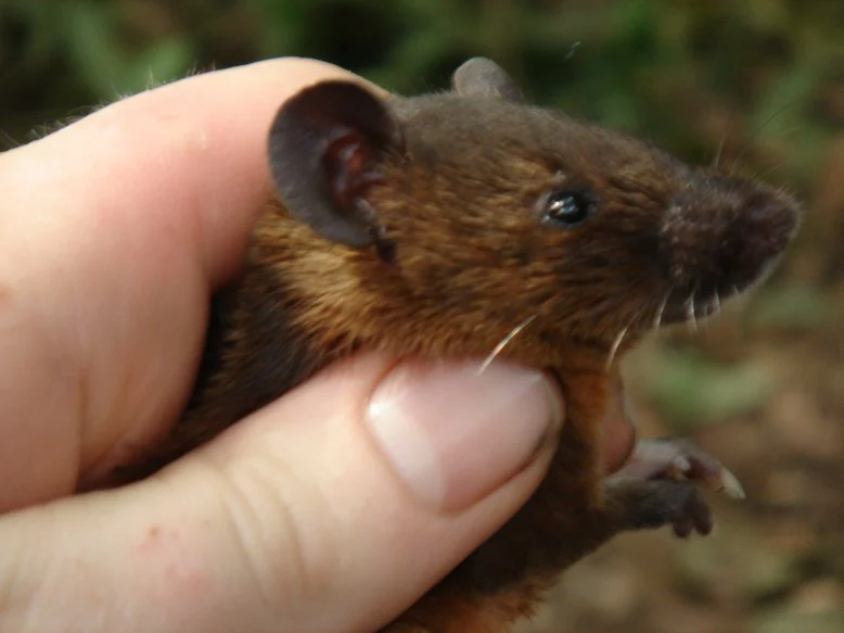 Short-tailed Brush-furred Rat
