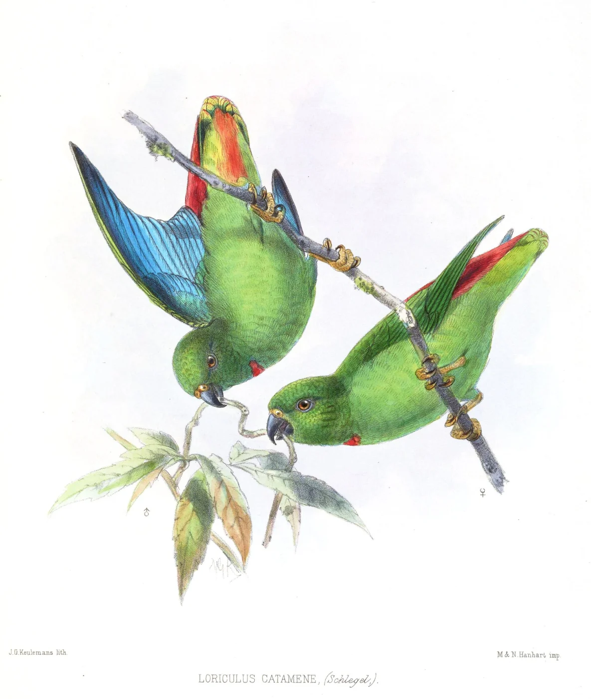 Sangihe Hanging Parrot