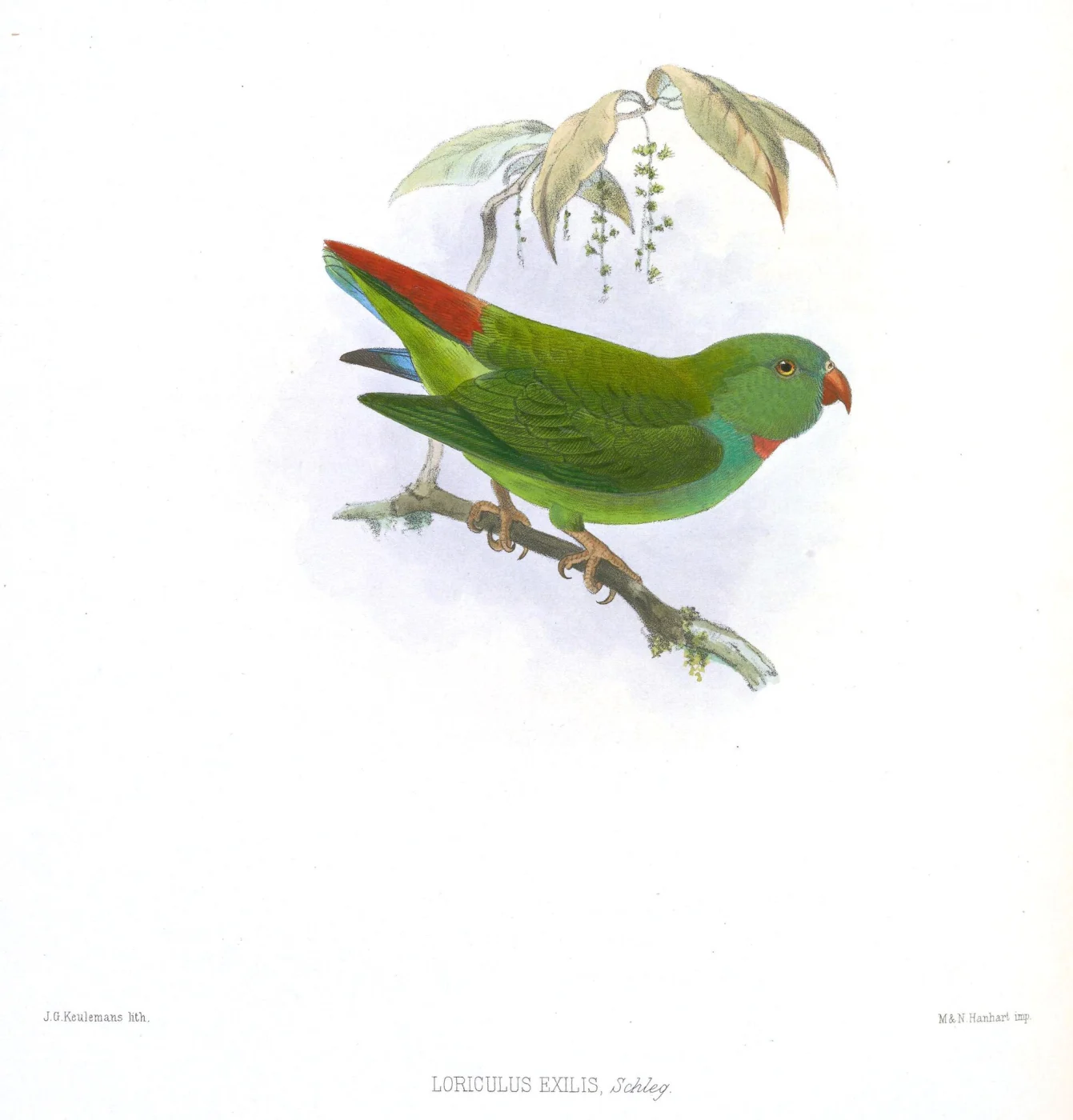 Pygmy Hanging Parrot