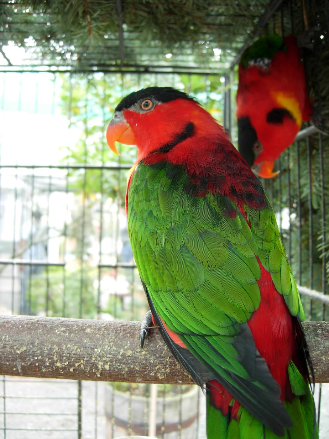 Yellow-bibbed Lory