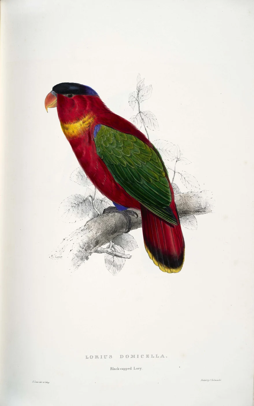 Purple-capped Lory