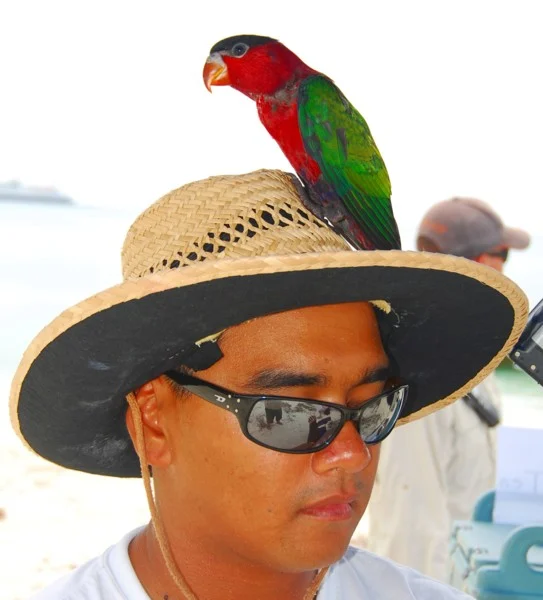 Purple-bellied Lory