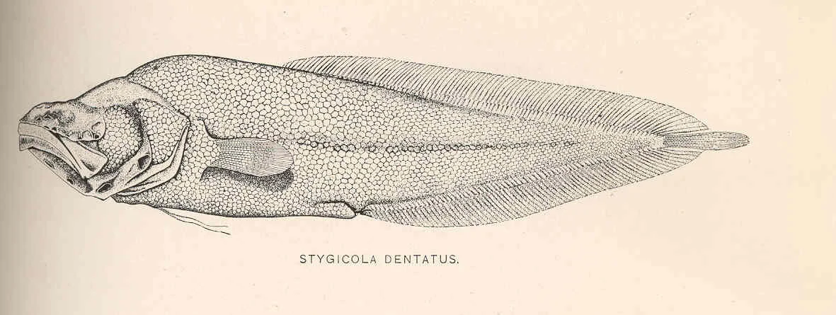 toothed Cuban cusk-eel