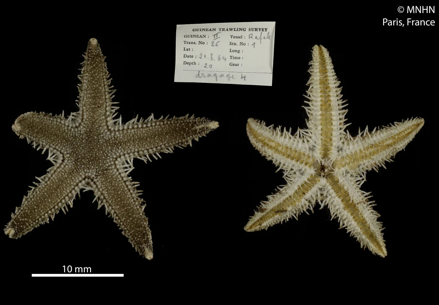 Luidia atlantidea