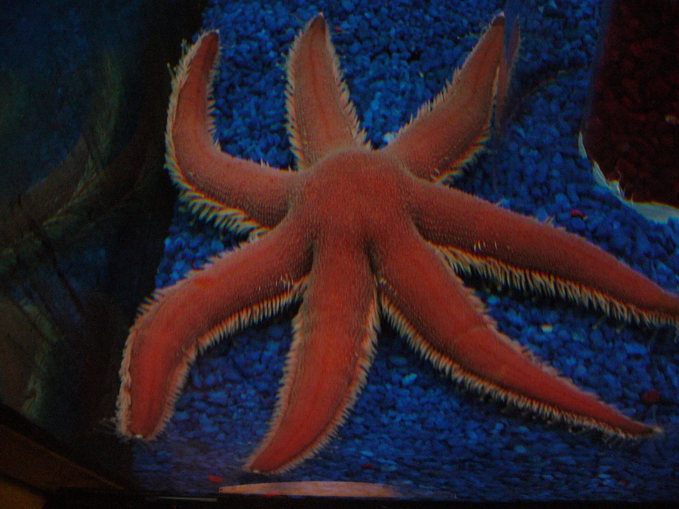 Seven Armed Sea Star