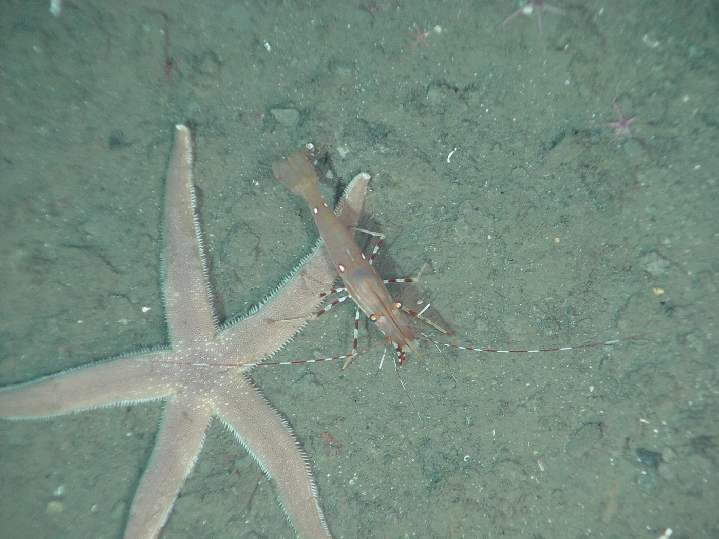 Sand Star