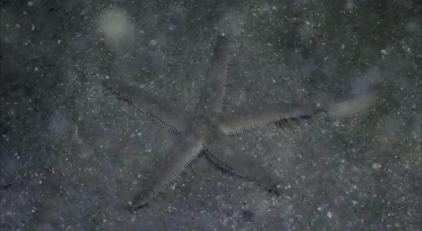 Hardwick's Sea Star