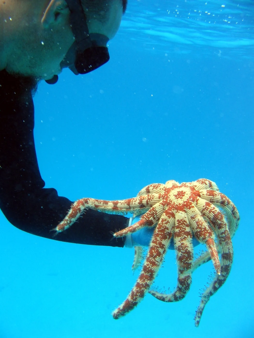 Luidia integra
