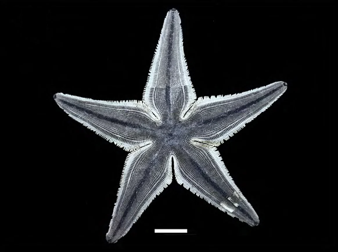 Luidia latiradiata