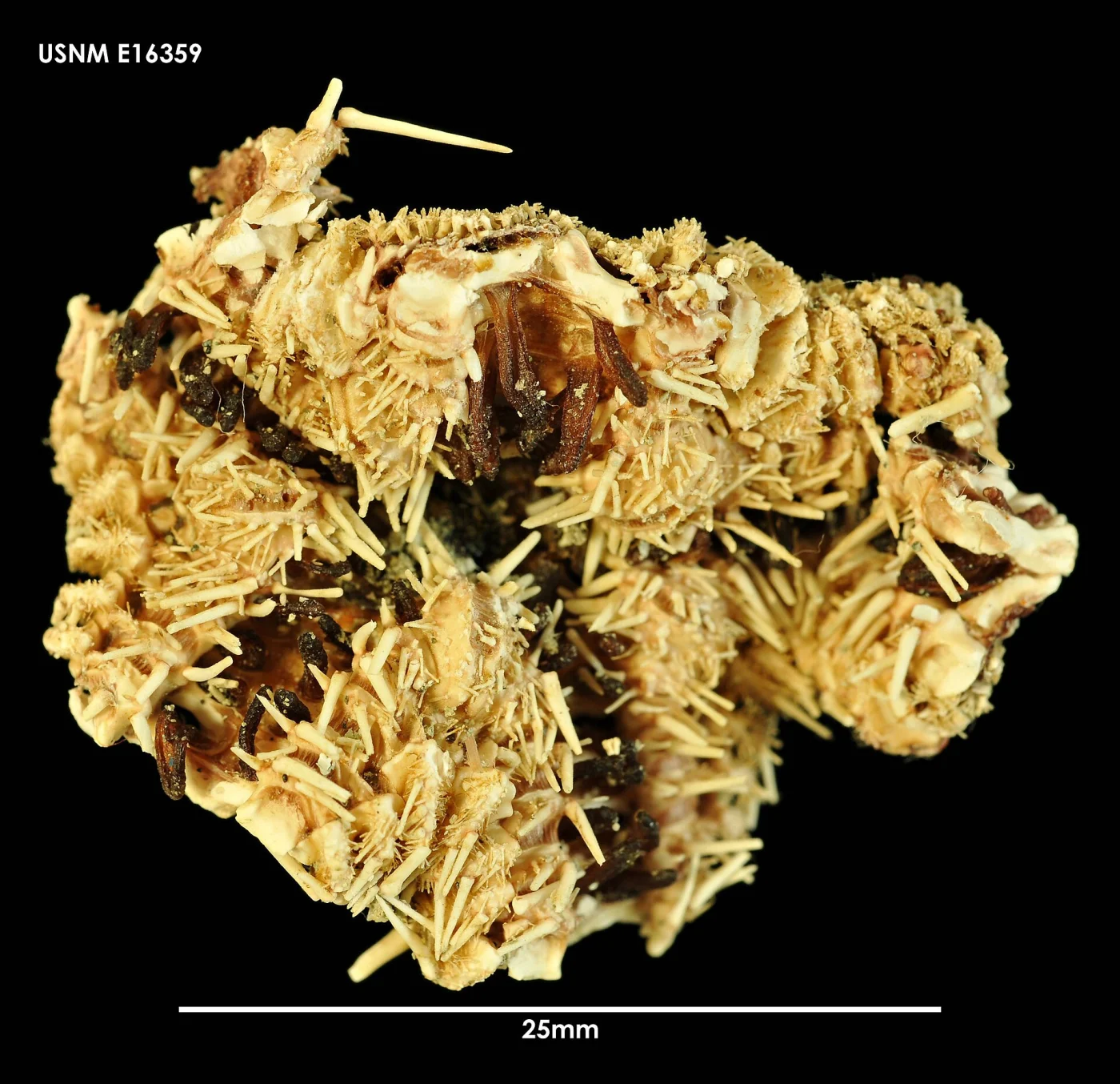 Luidia neozelanica