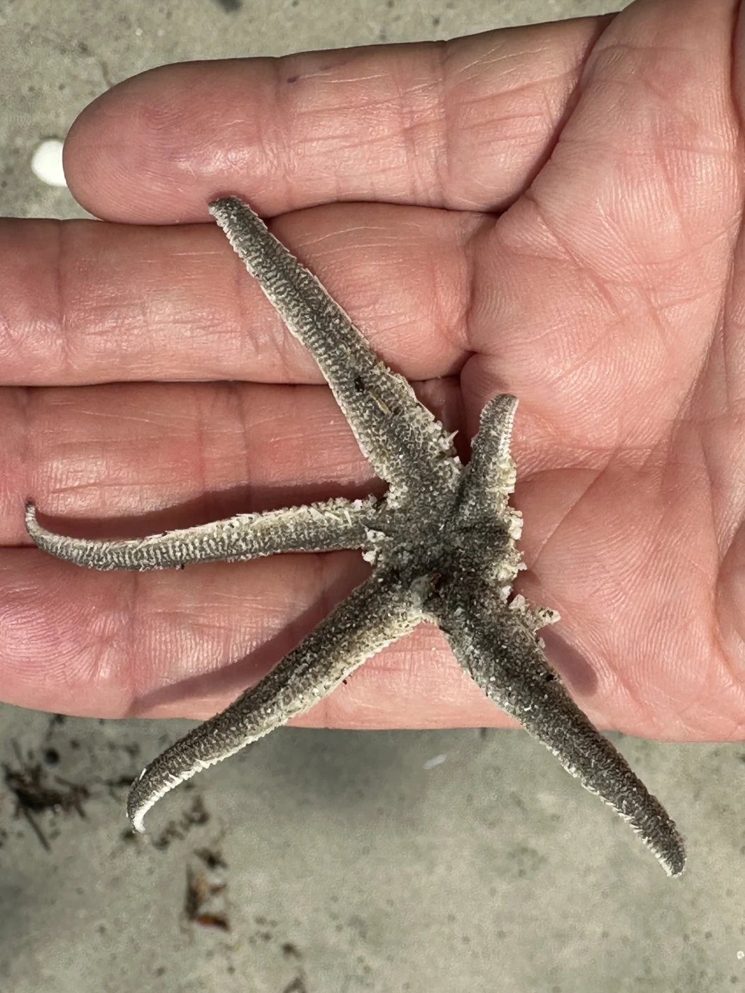 Sea Star of Penang