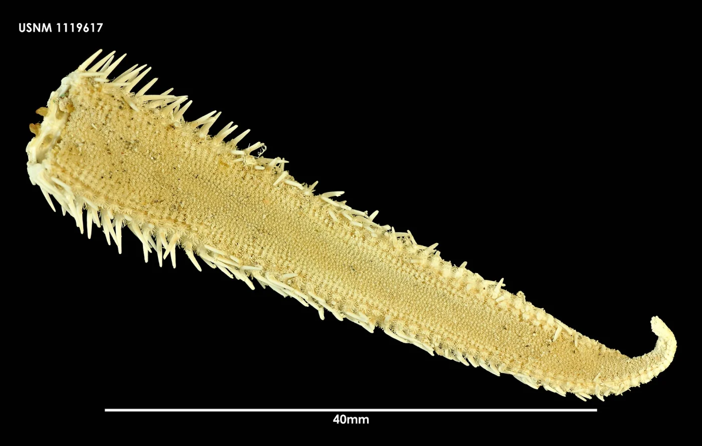 Luidia porteri