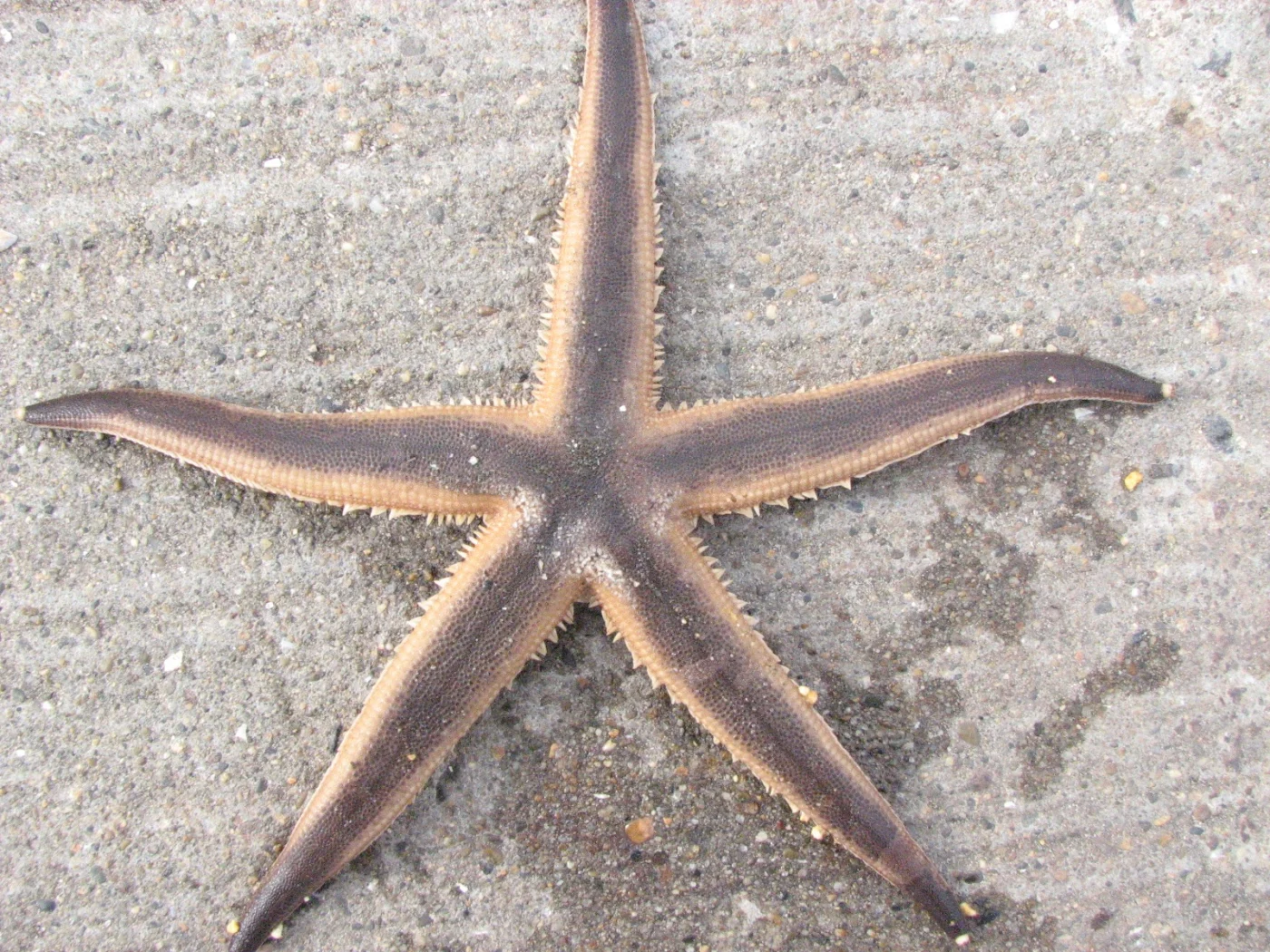 Spiny sand seastar