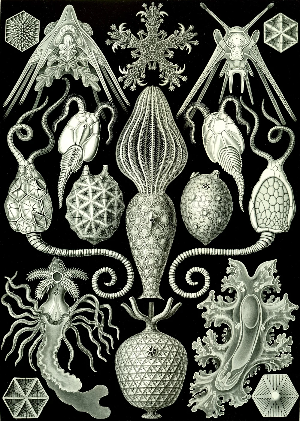 Luidia sarsii
