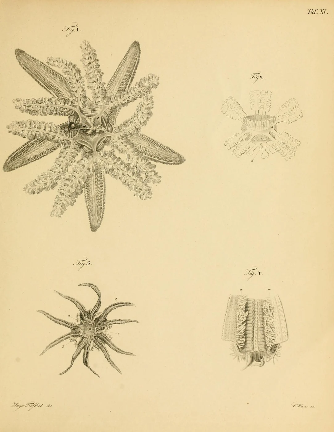 Luidia savignyi